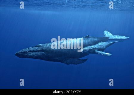 Une mère de baleines à bosse et un veau glissent dans les eaux bleues de l'océan Pacifique au sanctuaire marin national de la baleine à bosse des îles hawaïennes, au large de la côte de Kihei, Maui, Hawaii. Les îles hawaïennes sont les principales aires de reproduction hivernales de la population de baleines à bosse du Pacifique Nord. Banque D'Images