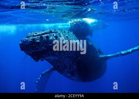 Une mère de baleines à bosse et un veau glissent dans les eaux bleues de l'océan Pacifique au sanctuaire marin national de la baleine à bosse des îles hawaïennes, au large de la côte de Kihei, Maui, Hawaii. Les îles hawaïennes sont les principales aires de reproduction hivernales de la population de baleines à bosse du Pacifique Nord. Banque D'Images