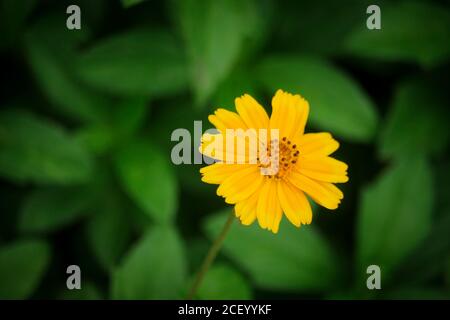 Détails macro de la fleur de Cosmos de soufre d'été. Banque D'Images