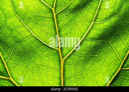 Gros plan de la texture fraîche de la feuille verte de Ficus lyrata contre la lumière du soleil, photo macro. Banque D'Images