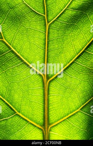 Gros plan de la texture fraîche de la feuille verte de Ficus lyrata contre la lumière du soleil, photo macro Banque D'Images