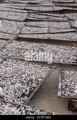 Petit poisson (ca com) pour la production de sauce de poisson en usine. La sauce de poisson au Vietnam est un produit national Banque D'Images