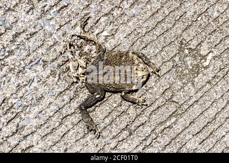 Le crapaud est écrasé sur la route soudainement par la roue de votre voiture. L'image a l'air désagréable, mais vous l'avez fait ! - chaque jour, les voitures détruisent des milliards d'animaux Banque D'Images