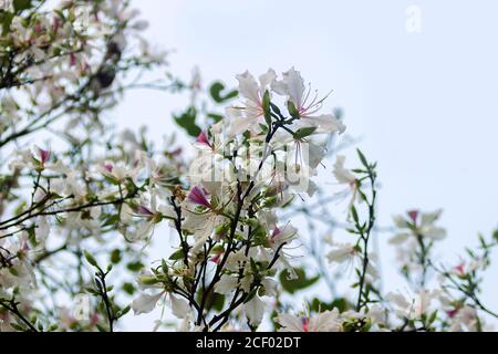 Bauhinia ou Orchid arbre est activement utilisé dans de nombreuses préparations de la médecine asiatique traditionnelle. Les fleurs se rapprochent au printemps en Asie du Sud-est Banque D'Images