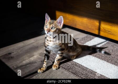 Chaton mâle Bengale pur/chat Banque D'Images