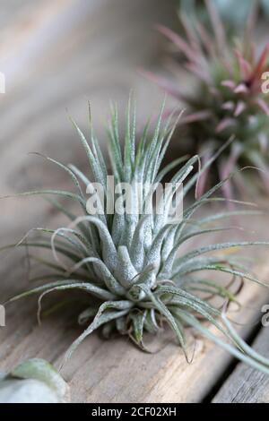 Gros plan de la centrale d'air Tlandsia ionantha sur une surface en bois. Idées de jardin intérieur à la mode. Mise au point douce. Plante de maison avec racines aériennes Banque D'Images