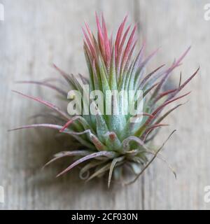 Gros plan de la centrale d'air Tlandsia ionantha sur une surface en bois. Idées de jardin intérieur à la mode. Mise au point douce. Plante de maison avec racines aériennes Banque D'Images