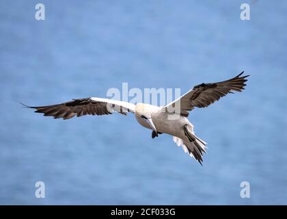 Gannet du Nord surmontant Clifftop Banque D'Images