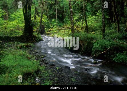 Ruisseau de la branche est du côté de la vallée de la rivière Quinault, Olympic National Park, Washington Banque D'Images