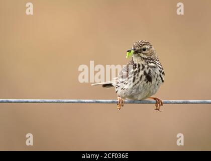 Pré Pipit sur fil de clôture avec la proie de Caterpillar Banque D'Images