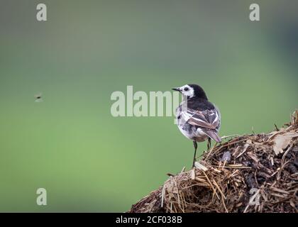 Pied Wagtail sur compost Banque D'Images