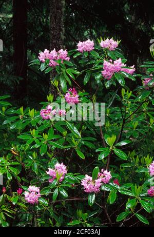 Rhododendron (Rhododendron macrophyllum pacifique) sur Mt Walker, Olympic National Forest, Virginia Banque D'Images