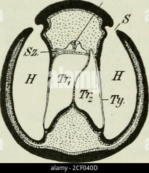 . Die Forstinsekten Mitteleuropas; ein Lehr- und Handbuch. Banque D'Images