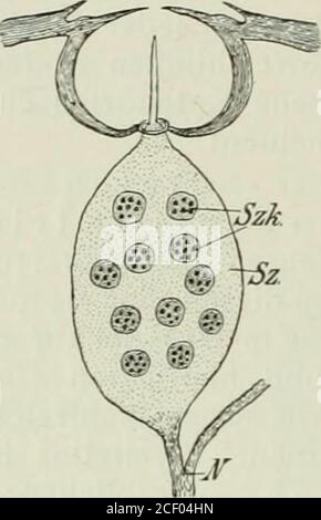 . Die Forstinsekten Mitteleuropas; ein Lehr- und Handbuch. Banque D'Images