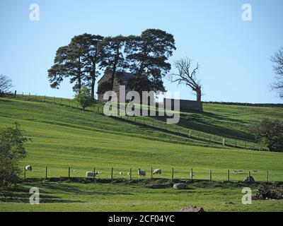 Paysage avec de longues ombres de pins écossais (Pinus sylvestris) et ancienne grange en pierre sur la ligne d'horizon avec moutons en pâturage Soirée de pâturage Cumbria Angleterre Banque D'Images