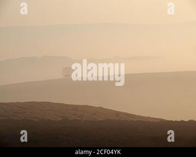 Paysage de Cumbrian avec des collines en retrait dans la lumière brumeuse de l'aube ponctuée par des arbres dans la récession brumeuse dans la vallée d'Eden, Angleterre Royaume-Uni Banque D'Images