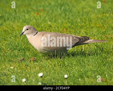 Portrait bien éclairé de la Dove à col eurasien (Streptopelia decaocto) une espèce commune de colombe se nourrissant sur de l'herbe courte au soleil - Cumbria, Angleterre Royaume-Uni Banque D'Images