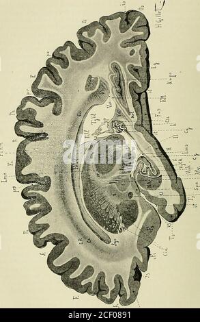 . Anatomie des centres nerveux. Évolutions sous-cal-leuses (CSC), et se poursuit avec la partie supérieure de la circonvolutiongodronnée (CG). La circonvolution godronnée (CG) est une commande de deux foissur cette coupe, un fois au niveau du pilote supérieur du trigone (TGP), uneseconde fois en arrière de la corne dAmmon (CA). Substance blanche. — le ventricule latéral est recouvert par une mincecouche de substance grise, la substance grise sous-épendymaire (SGE), qui sépais-sit en avant et au dessous de la corne frontale et qui est externe à la paroi e dela cava ventriculaire avec le Banque D'Images