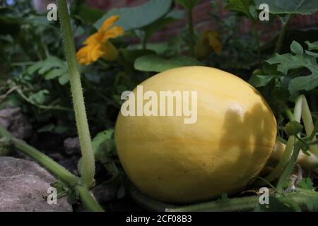 Une plante de citrouille luxuriante de fruits poussant dans le jardin urbain biologique. Banque D'Images