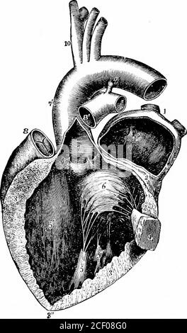 . Physiologie humaine. 126 PHYSIOLOGIE ÉLÉMENTAIRE a mamelon). À ces papilles sont attachés des fils tendineux très fins (chordatendftTeae), qui sont de nouveau reliés à leurs extrémités autres et supérieures avec des lambeaux ou des cuspides minces membraneux. Les cuspides sont trois en nombre, et il se desserre contre les parois du ventricule, mais il sera facilement compris que a. Figure 118. -le coeur humain. L'Auricule gauche et le ventricule s'ouvrent, et une partie du mur est retirée pour montrer l'intérieur. :, veines pulmonaires ; i, l'auricule gauche ; 2, une portion narrosée de la paroi de l'auricule et du ventricule préservé ; 3, 3, 3, paroi de la th Banque D'Images