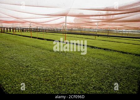 plantation de stévia en serre à l'utilisation industrielle sur la campagne de Brésil Banque D'Images