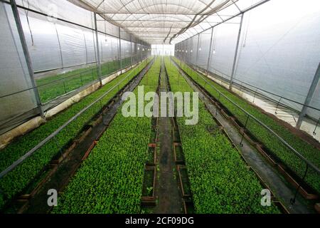 plantation de stévia en serre à l'utilisation industrielle sur la campagne de Brésil Banque D'Images
