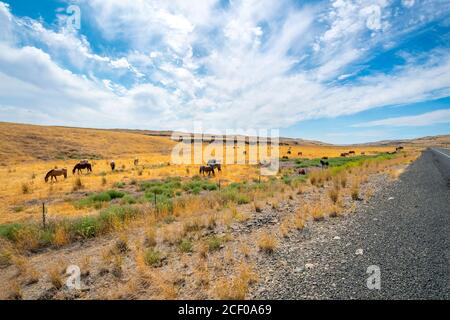 Chevaux sauvages le long du bord de l'autoroute dans la région de Palouse dans le Nord-Ouest, près de Washtucna, Washington USA Banque D'Images