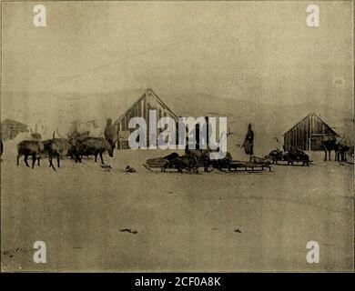 . Rapport de la croisière de l'Ours du cutter américain et de l'expédition terrestre pour le soulagement des baleiniers dans l'océan Arctique, du 27 novembre 1897 au 13 septembre 1898. driftwood sur la plage, à moitié couvert de neige, et finalement, enroulé en faisant courir le traîneau à pleine vitesse againsta stuinp, briser le harnais, traînant la ligne hors de ma main, et disparaître dans l'obscurité et la neige volante. Ma première impulsion a été de courir après lui, mais bientôt de récupérer mes wits, j'ai conclu à faire le meilleur de la situation. Il était impossible de voir 10 j^ards devant, et Isavait qu'il serait imprudent de commencer Banque D'Images