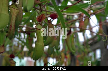 Vue rapprochée de plusieurs plantes de pichets accrochées ensemble dans un serre Banque D'Images