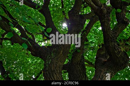 Regarder vers le soleil à peine briller à travers l'épaisse branches sombres et feuillage vert vif d'un vieux arbre Banque D'Images