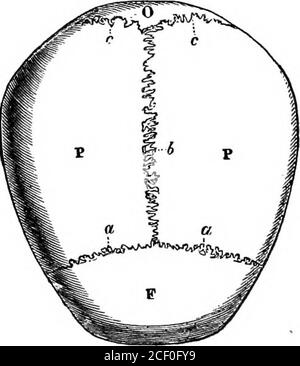 . Physiologie humaine. Figure 17.—vue latérale du crâne. 1, os frontal : 2, os pariétal ; 3 et 8, os occipital ; 4, aile de l'os sphénoïde ; 5, 6 et 7, os temporal ; 10, os lacrymal, dans la paroi interne de l'orbite ; n, malarbone ; i2, maxillaire supérieur ; 13 et 14, maxillaire inférieur. Figure 18.—vue de dessus du crâne. T, os frontal: t, os pariétaux; o, os occipital; a. i et c, sutures. 19 LEÇON III.LE SQUELETTE [SUITE). Le crâne. Le crâne se compose du crâne et du visage. Le crâne isa grand et creux boîtier osseux qui enferme le cerveau. La face Banque D'Images