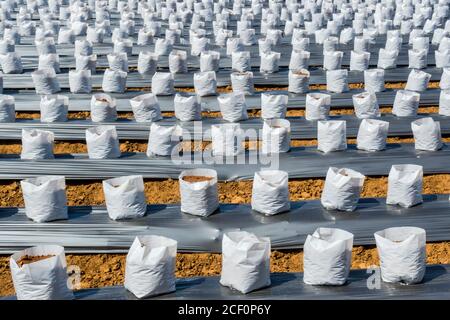 Ligne fo Coconut coir en maternelle sac blanc pour la ferme avec la fertigation , système d'irrigation pour être utilisé pour la culture des fraises. Banque D'Images