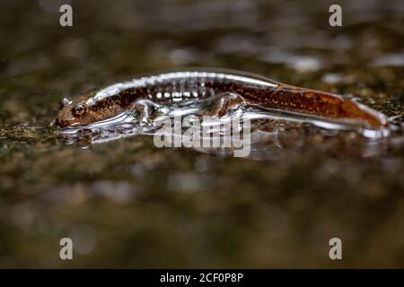 Salamandre à ventre noir ou Salamandre à ventre noir (Desmognathus quadramaculatus) - sentier de la beurrie, forêt nationale de Pisgah, près de Brevard, Nord de la Carol Banque D'Images