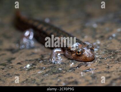 Salamandre à ventre noir ou Salamandre à ventre noir (Desmognathus quadramaculatus) - sentier de la beurrie, forêt nationale de Pisgah, près de Brevard, Nord de la Carol Banque D'Images