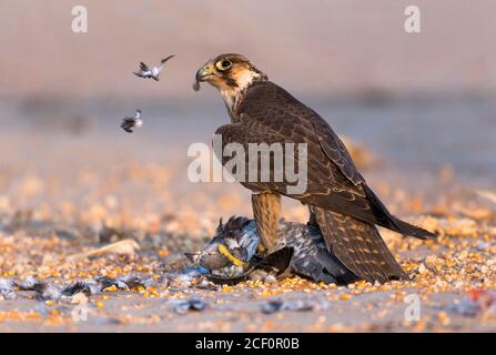 oiseau de proie dans le cation Banque D'Images