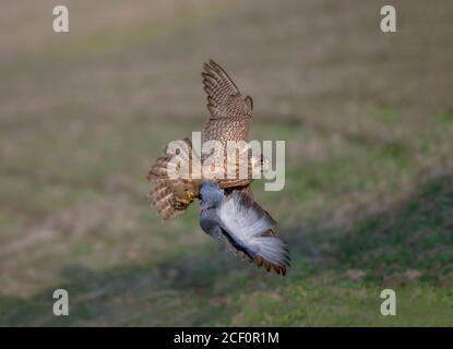 oiseau de proie dans le cation Banque D'Images