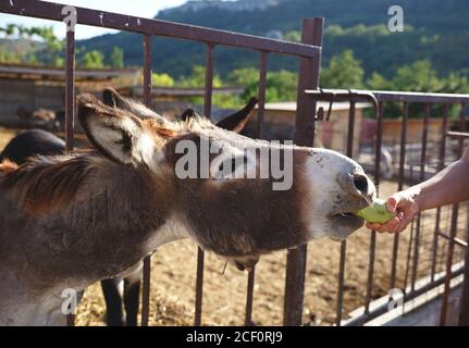 l'âne a collé son visage à travers les barres de la ferme Banque D'Images