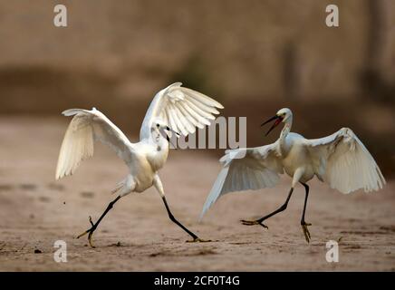 pêche au héron de l'étang et à l'aigrette de bétail dans l'étang Banque D'Images