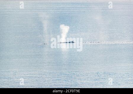 Croisière d'observation des baleines en Alaska activités touristiques vacances de voyage - baleines à bosse qui pilent de l'eau à partir de l'orifice de souffle respirant à la surface de l'eau. Banque D'Images