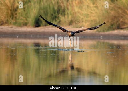 oiseau de proie dans le cation Banque D'Images