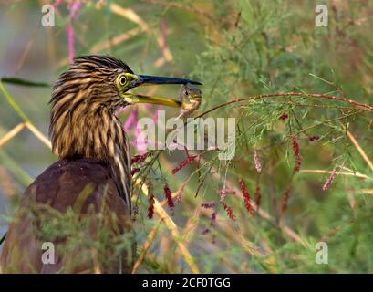 oiseau de proie dans le cation Banque D'Images