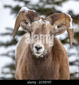 Mouflon de Bighorn en hiver Banque D'Images