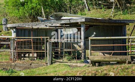 Une ancienne ferme laitière en ruine avec des portes et des clôtures pour garder les vaches dans un corail pour la traite Banque D'Images