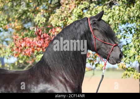 Portrait de l'étonnant cheval noir de la frise en automne Banque D'Images