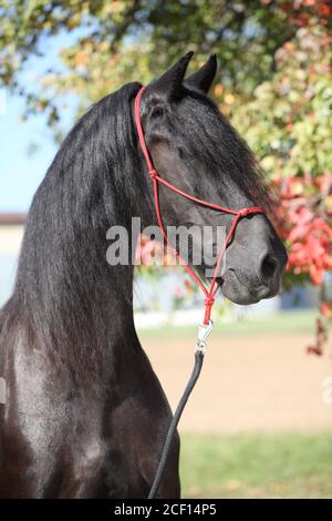 Portrait de l'étonnant cheval noir de la frise en automne Banque D'Images
