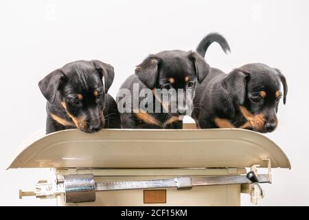 Trois chiots Jack Russell terrier posant sur une échelle de bébé vintage, fond blanc Banque D'Images