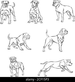 Chien, bouledogue en mouvement, différentes poses, noir, couleur, diverses poses, mouvements et angles de figures, noir, silhouette, ensemble, vecteur, illustration Illustration de Vecteur