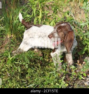 Chiot de beau chien de pointage italien à poil dur Banque D'Images