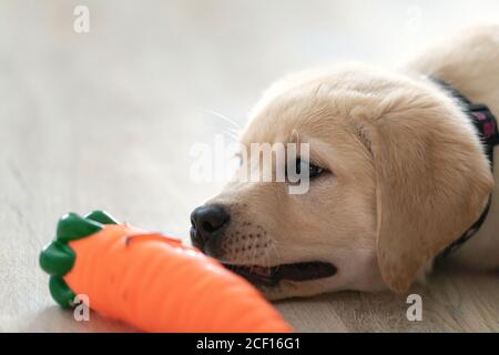 Labrador Puppy est couché sur le sol près du jouet à la maison. Banque D'Images