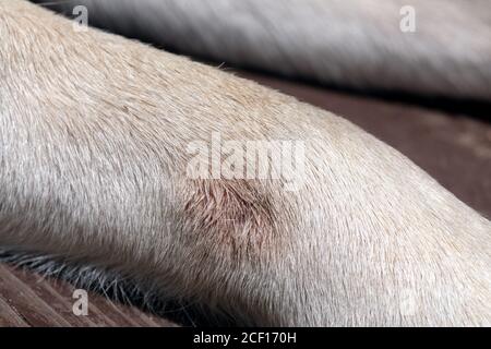 Maladie infectieuse fongique chez les chiens sur leurs pattes. Accompagnée de démangeaisons, de rougeurs, de saignements. Banque D'Images